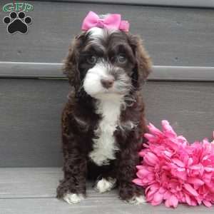 Laci, Cockapoo Puppy