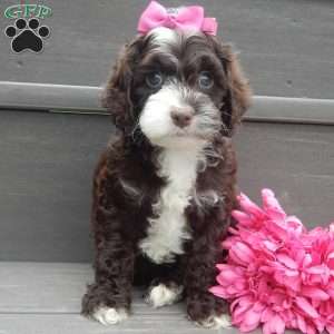 Laci, Cockapoo Puppy