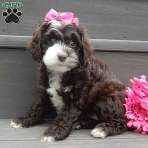 Laci, Cockapoo Puppy