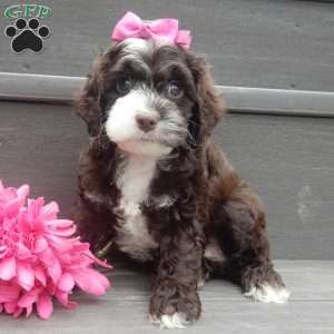 Laci, Cockapoo Puppy