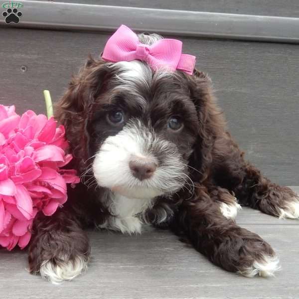 Laci, Cockapoo Puppy
