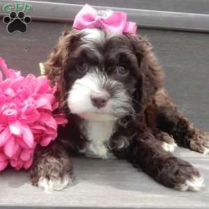 Laci, Cockapoo Puppy
