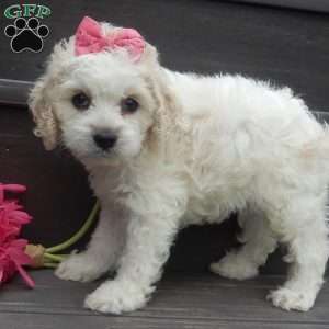 Scarlet, Cockapoo Puppy