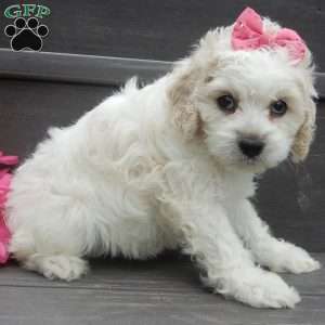 Scarlet, Cockapoo Puppy