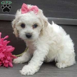 Scarlet, Cockapoo Puppy