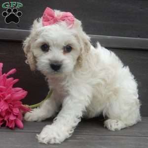 Scarlet, Cockapoo Puppy
