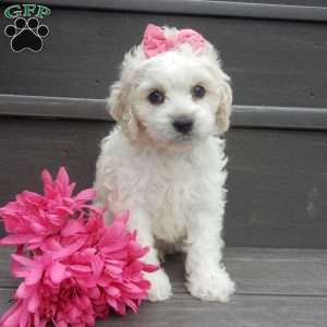 Scarlet, Cockapoo Puppy