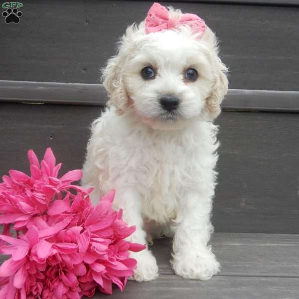 Scarlet, Cockapoo Puppy