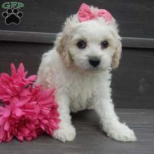 Scarlet, Cockapoo Puppy