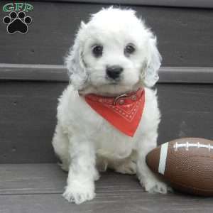 Boomer, Cockapoo Puppy