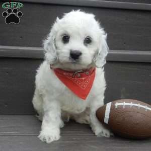 Boomer, Cockapoo Puppy