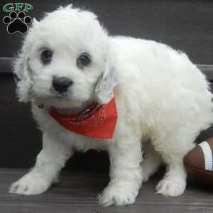 Boomer, Cockapoo Puppy