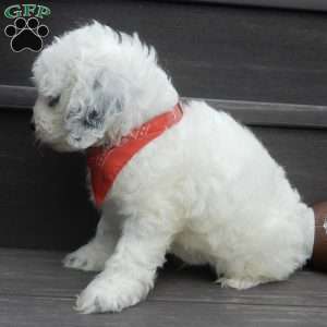 Boomer, Cockapoo Puppy