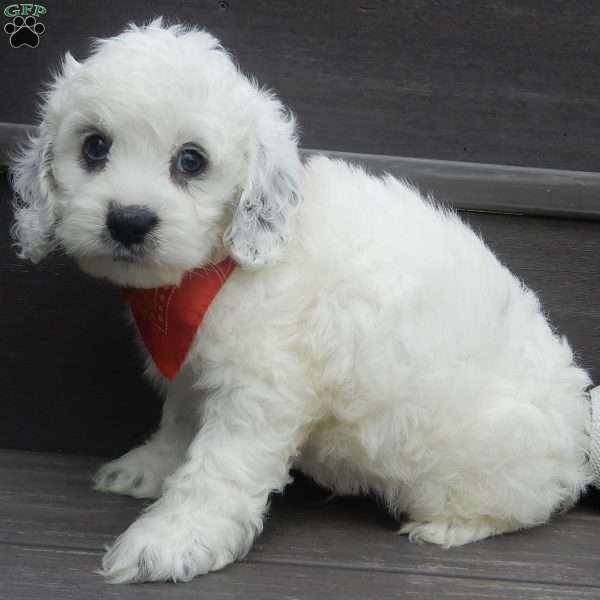 Boomer, Cockapoo Puppy