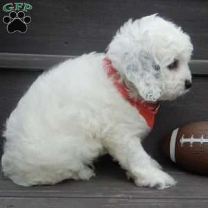 Boomer, Cockapoo Puppy