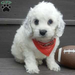 Boomer, Cockapoo Puppy
