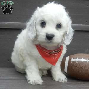 Boomer, Cockapoo Puppy