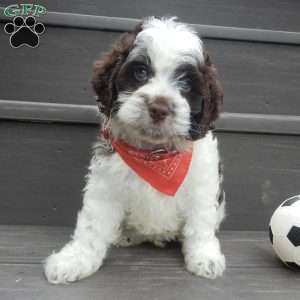Patches, Cockapoo Puppy