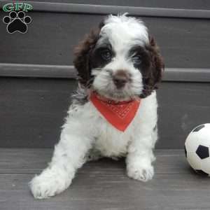 Patches, Cockapoo Puppy