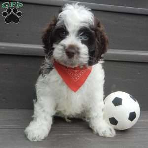 Patches, Cockapoo Puppy
