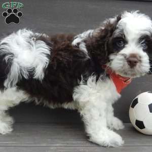 Patches, Cockapoo Puppy