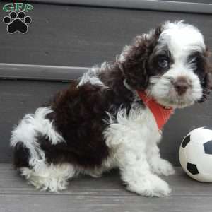 Patches, Cockapoo Puppy