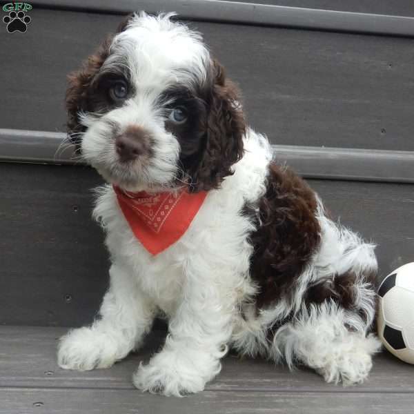 Patches, Cockapoo Puppy