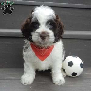 Patches, Cockapoo Puppy