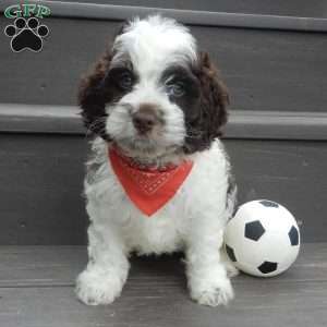 Patches, Cockapoo Puppy