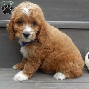 Lenny, Cockapoo Puppy