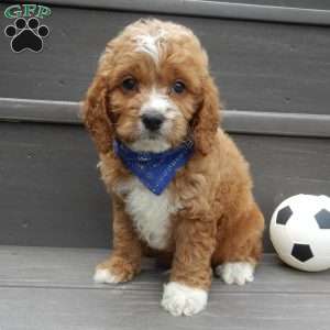 Lenny, Cockapoo Puppy