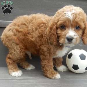 Lenny, Cockapoo Puppy