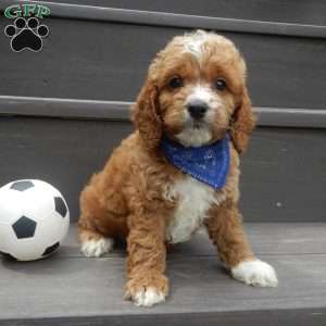 Lenny, Cockapoo Puppy