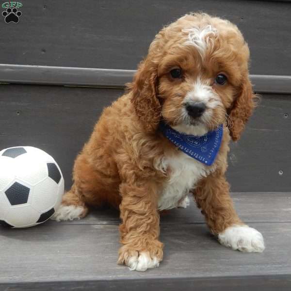 Lenny, Cockapoo Puppy