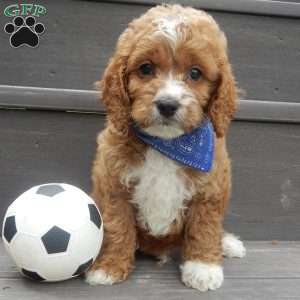 Lenny, Cockapoo Puppy