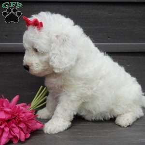 Angel, Mini Goldendoodle Puppy