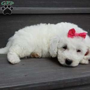 Angel, Mini Goldendoodle Puppy