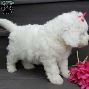Angel, Mini Goldendoodle Puppy
