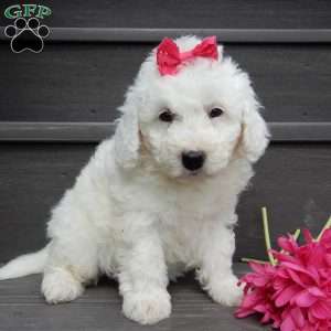 Angel, Mini Goldendoodle Puppy