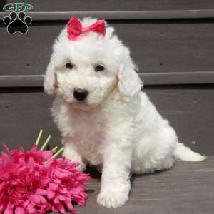 Angel, Mini Goldendoodle Puppy