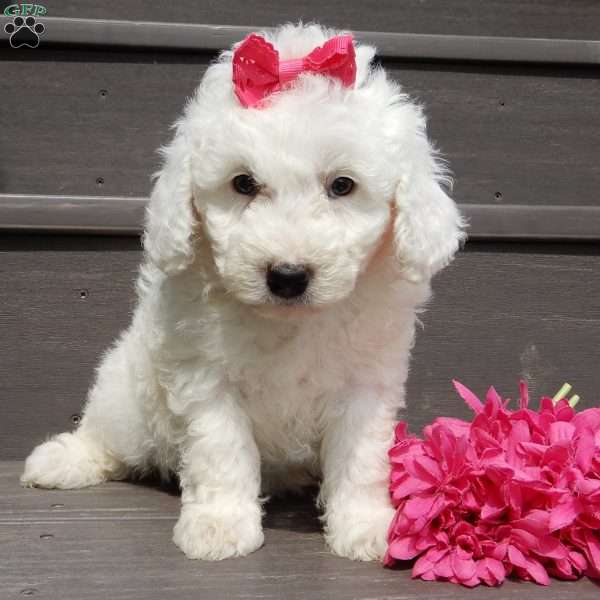 Angel, Mini Goldendoodle Puppy