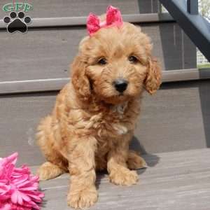 Lulu, Mini Goldendoodle Puppy