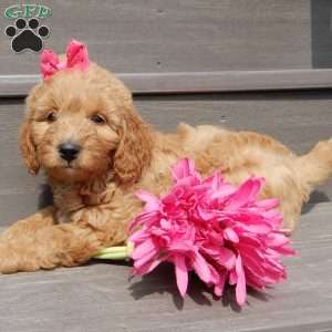 Lulu, Mini Goldendoodle Puppy