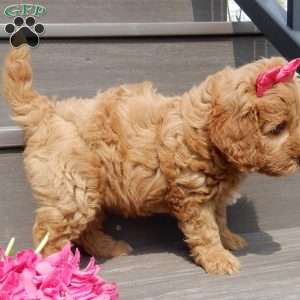 Lulu, Mini Goldendoodle Puppy