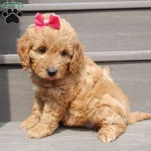 Lulu, Mini Goldendoodle Puppy