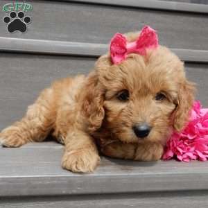 Lulu, Mini Goldendoodle Puppy