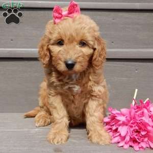 Lulu, Mini Goldendoodle Puppy