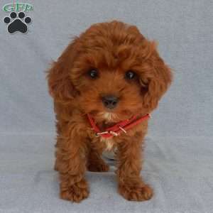 Charlie (micro), Cavapoo Puppy