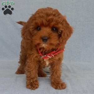 Charlie (micro), Cavapoo Puppy
