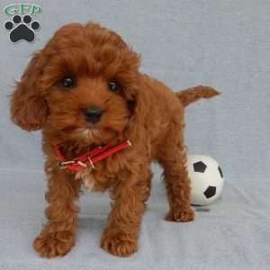 Charlie (micro), Cavapoo Puppy